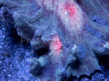 Load image into Gallery viewer, Scarlet Halo Pectinia (Pectinia spp.)