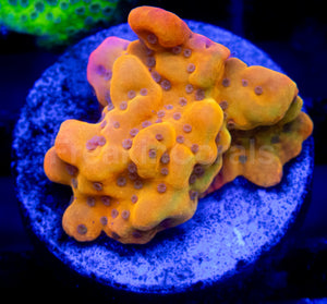 Golden Blush Montipora (Montipora spp.)