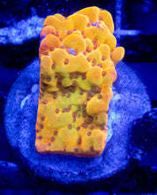 Load image into Gallery viewer, Golden Blush Montipora (Montipora spp.)