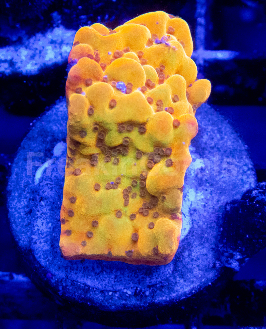 Golden Blush Montipora (Montipora spp.)