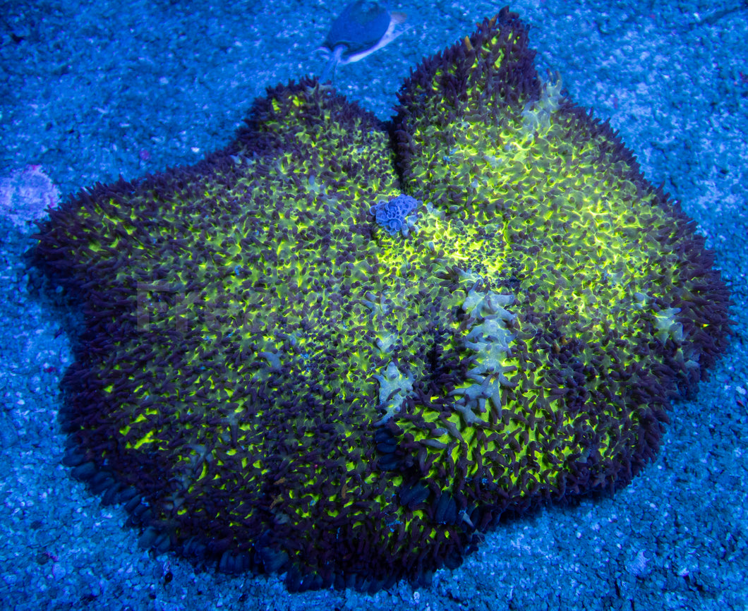 FK Fuzzy Yellow Fluor Rodhacthis (XL Size - 35 cm Diameter) - (Collector Coral)