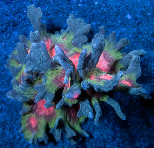 FK Mastergrade Pectina Ultra Colony (Collector Coral)