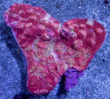 Load image into Gallery viewer, Solar Flare Chalice Coral (Echinophyllia sp.)