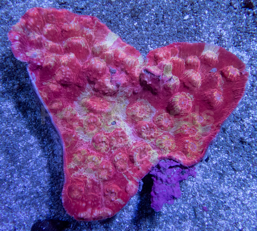 Solar Flare Chalice Coral (Echinophyllia sp.)