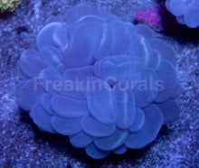 Load image into Gallery viewer, Mystic Amethyst Bubble Coral (Plerogyra sinuosa)