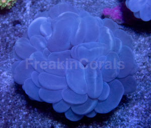 Mystic Amethyst Bubble Coral (Plerogyra sinuosa)