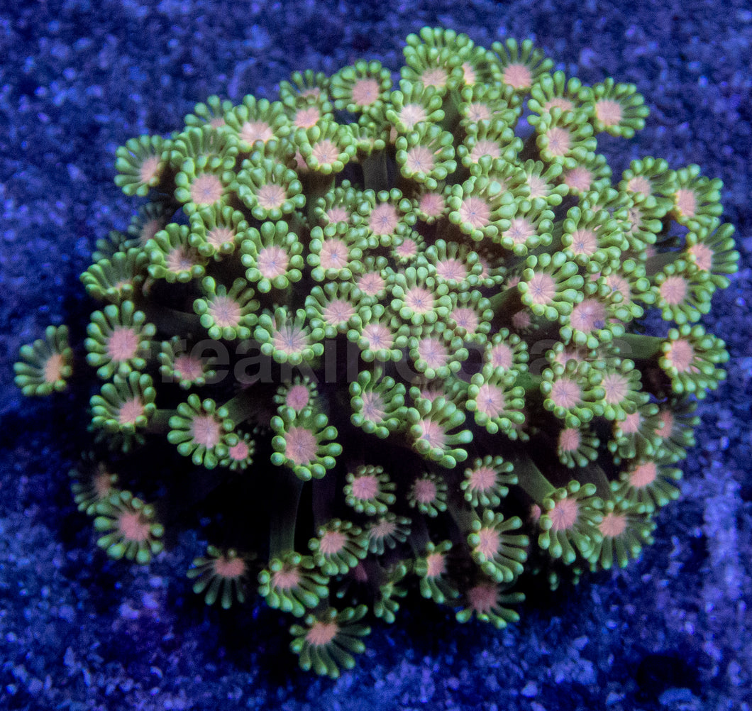 Everbloom Blossom Coral (Alveopora sp.)