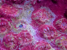 Load image into Gallery viewer, Solar Flare Chalice Coral (Echinophyllia sp.)