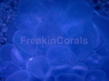 Load image into Gallery viewer, Mystic Amethyst Bubble Coral (Plerogyra sinuosa)