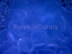 Mystic Amethyst Bubble Coral (Plerogyra sinuosa)