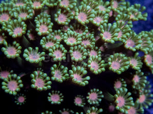 Everbloom Blossom Coral (Alveopora sp.)