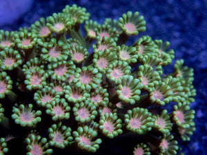 Everbloom Blossom Coral (Alveopora sp.)