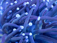 Load image into Gallery viewer, FK Blue Tip Green Torch Euphyllia FK1567