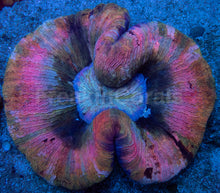 Load image into Gallery viewer, Trachyphyllia geoffroyi “Rainbow Empress” - freakincorals.com