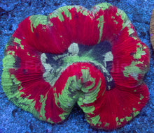 Carregar imagem no visualizador da galeria, Trachyphyllia geoffroyi “Bleeding Apple” – Ultra Color - freakincorals.com