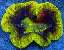 Load image into Gallery viewer, Trachyphyllia geoffroyi “Toxic Inferno” - freakincorals.com