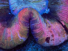 Load image into Gallery viewer, Trachyphyllia geoffroyi “Rainbow Empress” - freakincorals.com