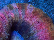 Load image into Gallery viewer, Trachyphyllia geoffroyi “Rainbow Empress” - freakincorals.com