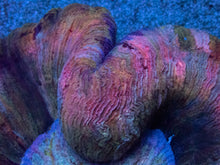 Load image into Gallery viewer, Trachyphyllia geoffroyi “Rainbow Empress” - freakincorals.com