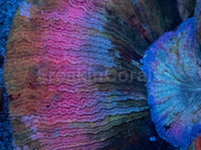 Load image into Gallery viewer, Trachyphyllia geoffroyi “Rainbow Empress” - freakincorals.com