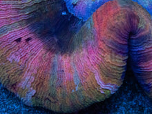 Load image into Gallery viewer, Trachyphyllia geoffroyi “Rainbow Empress” - freakincorals.com