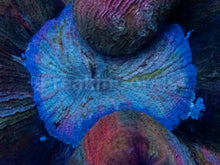 Load image into Gallery viewer, Trachyphyllia geoffroyi “Rainbow Empress” - freakincorals.com
