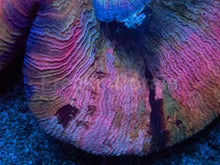 Load image into Gallery viewer, Trachyphyllia geoffroyi “Rainbow Empress” - freakincorals.com