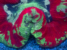 Carregar imagem no visualizador da galeria, Trachyphyllia geoffroyi “Bleeding Apple” – Ultra Color - freakincorals.com