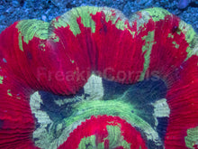 Carregar imagem no visualizador da galeria, Trachyphyllia geoffroyi “Bleeding Apple” – Ultra Color - freakincorals.com