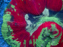 Carregar imagem no visualizador da galeria, Trachyphyllia geoffroyi “Bleeding Apple” – Ultra Color - freakincorals.com