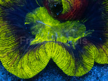 Load image into Gallery viewer, Trachyphyllia geoffroyi “Toxic Inferno” - freakincorals.com