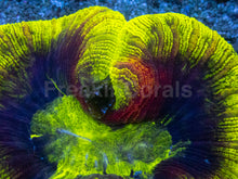 Load image into Gallery viewer, Trachyphyllia geoffroyi “Toxic Inferno” - freakincorals.com