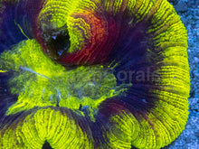 Load image into Gallery viewer, Trachyphyllia geoffroyi “Toxic Inferno” - freakincorals.com