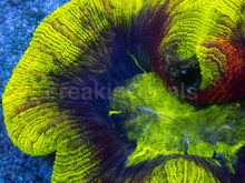 Load image into Gallery viewer, Trachyphyllia geoffroyi “Toxic Inferno” - freakincorals.com