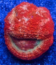 Load image into Gallery viewer, Acanthastrea bowerbanki “Crimson Custard” - freakincorals.com