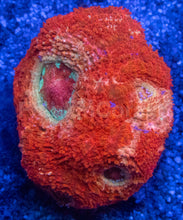 Load image into Gallery viewer, Acanthastrea bowerbanki “Crimson Custard” - freakincorals.com