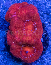 Carregar imagem no visualizador da galeria, Acanthastrea bowerbanki “Ruby Monarch” - freakincorals.com