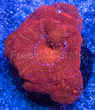 Carregar imagem no visualizador da galeria, Acanthastrea bowerbanki “Ruby Monarch” - freakincorals.com