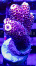 Load image into Gallery viewer, Acropora Frag Ultra&nbsp;(Acropora spp.)