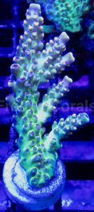 Acropora Frag Ultra (Acropora spp.)