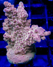 Load image into Gallery viewer, Acropora Frag Ultra (Acropora spp.)