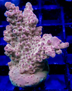 Acropora Frag Ultra (Acropora spp.)