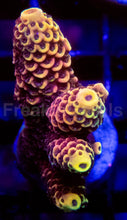 Load image into Gallery viewer, Acropora Frag Ultra&nbsp;(Acropora spp.)