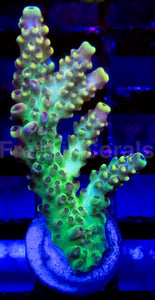 Acropora Frag Ultra (Acropora spp.)