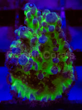 Load image into Gallery viewer, Acropora Frag Ultra (Acropora spp.)
