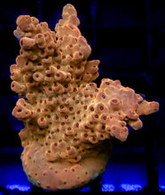 Load image into Gallery viewer, Acropora Frag Ultra (Acropora spp.)