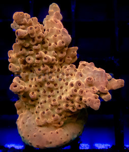 Acropora Frag Ultra (Acropora spp.)