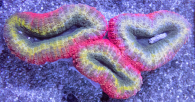 Prismatic Inferno Lobophyllia (Lobophyllia sp.)