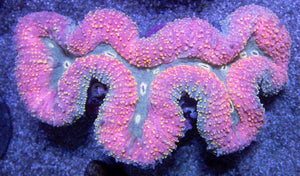 Celestial Unicorn Lobophyllia (Lobophyllia sp.)