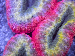 Prismatic Inferno Lobophyllia (Lobophyllia sp.)